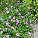 2 Lantana Plants Live, Lantana Live Plants for Planting Outdoors, Trailing Lantana Plants Live, 5 to 7 Inc Tall (Purple)