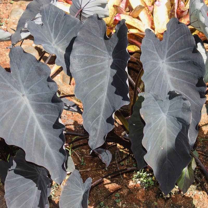 Black Elephant Ear Plants, Rare Colocasia Plant Live, Perennial Esculenta Taro Alocasia 4-8 Inch Tall, Indoor Outdoor Garden