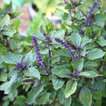 4 Live Basil Plants, African Blue Basil Plant Live, Basil Live Plant, 3 to 6 Inches Tall, Basil Herb Plant, African Basil Plant, Basil Plant for Indoor Outdoor