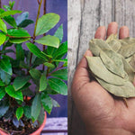 Set of 2 Sweet Bay Laruel Trees Live Plants, Bay Leaf Tree, True Laurus Nobilis Plants from 4 to 6 Inches Tall, Well-Rooted and Cold Hardy