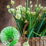Pack of 5 Mix Chives Plants Live, 4-8" Tall Heirloom Leek Chives for Outdoor Herb Garden