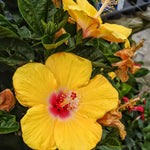 Hardy Hibiscus Plant Live, Yellow Hibiscus Tree Live Plant, 5 to 7 Inches Tall Live Plant, Perennial Hibiscus Flower Planting Outdoor Inside, Yellow Flower