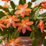 Christmas Cactus Plant, Thanksgiving Cactus in 4” Pot, Colorful Holiday Blooms, Indoor Gardens Growing (Orange Christmas Cactus)