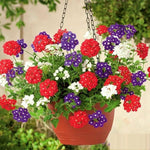 Sets 4 Perennial Verbena Live Plants Ground Cover or Trailing 1-4" Plugs Size, Random Bloom, Outdoor Planting Spring