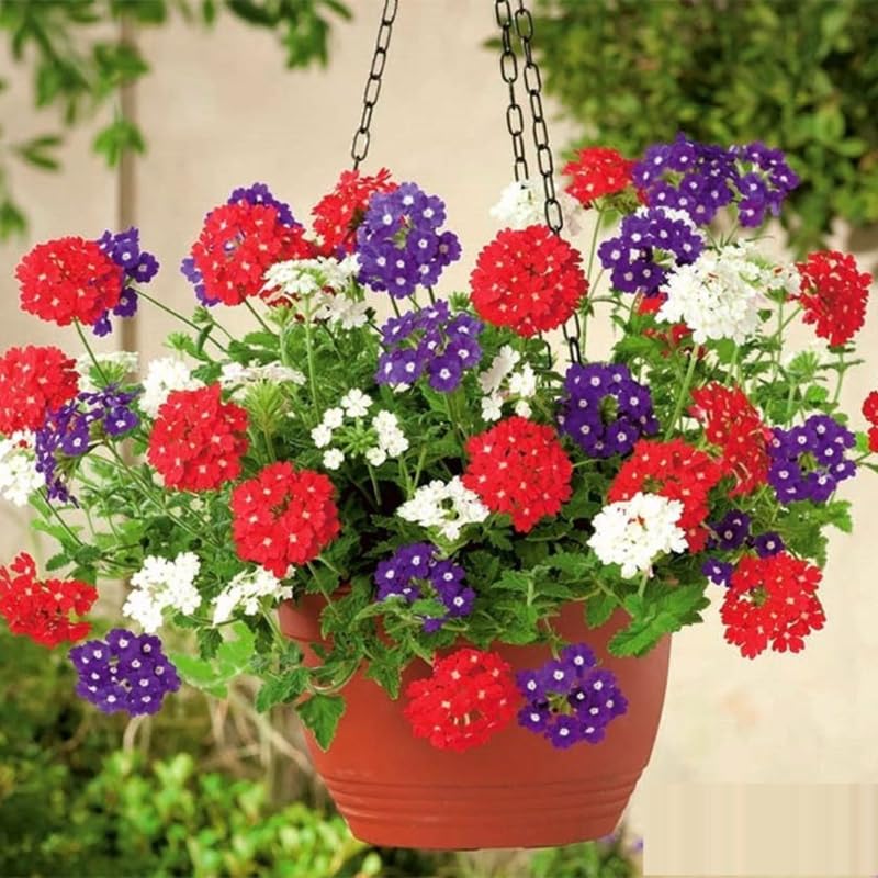Sets 4 Perennial Verbena Live Plants Ground Cover or Trailing 1-4" Plugs Size, Random Bloom, Outdoor Planting Spring