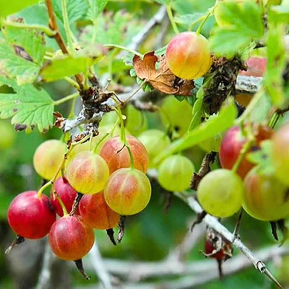 5-10" Tall Gooseberry Bush Live Plant, Gooseberry Plant Live for Growing, Gooseberry Tree Live Plant (Sweet Gooseberry)