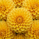 Yellow Dahlia Tuber, Vibrant Yellow Blooms, Summer Flowering Perennial, Dahlia Flowers for Indoor Outdoor Growing