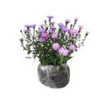 Live Aster Plant for Planting, Vibrant Pink Blooms 4-9 Inch Tall, Hardy and Perennial Aster, Ideal for Container and Outdoor Growing