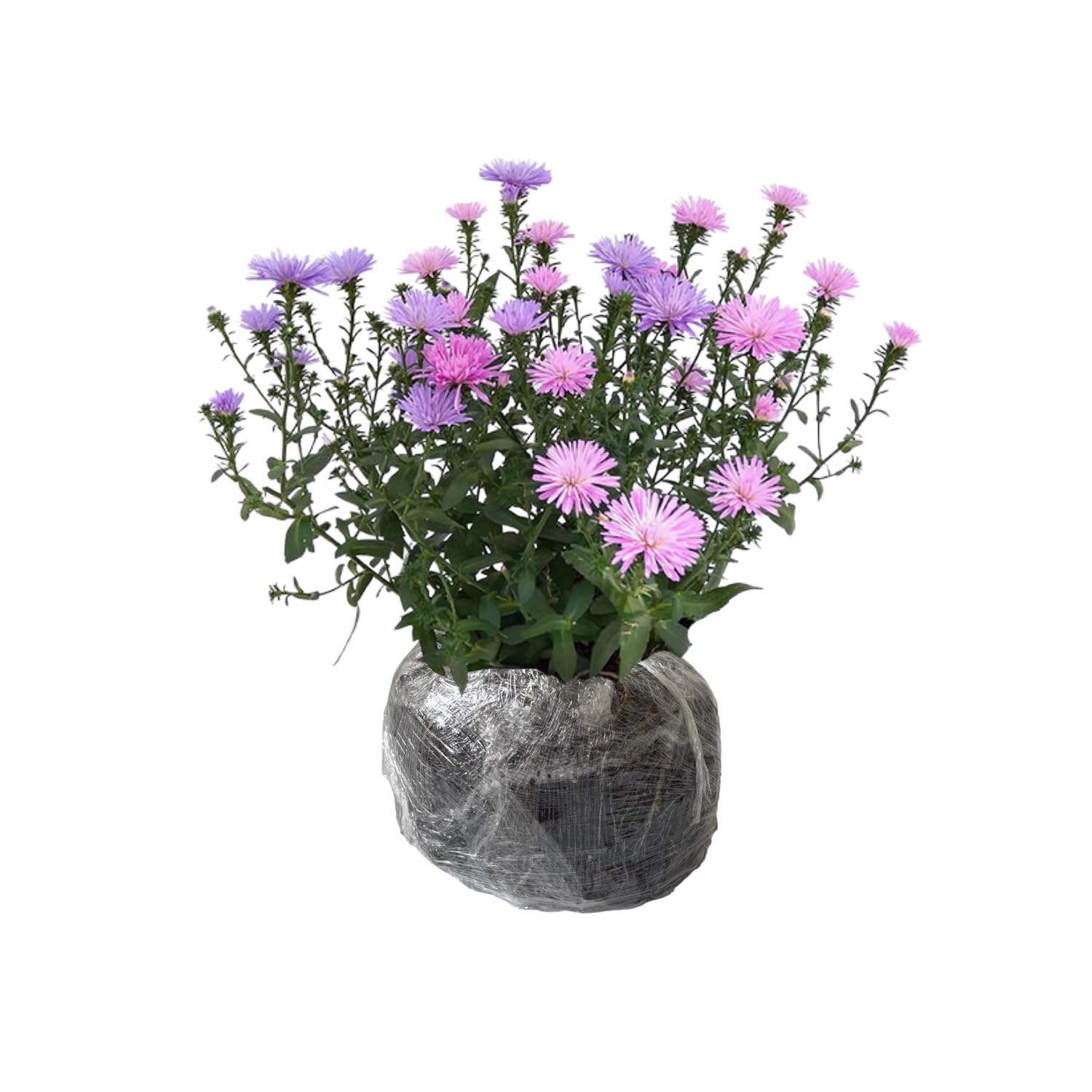 Live Aster Plant for Planting, Vibrant Pink Blooms 4-9 Inch Tall, Hardy and Perennial Aster, Ideal for Container and Outdoor Growing