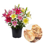 Set 4 Mixed Oriental Lilies Bulbs, Lily Bulbs, Flowering Bulb for Outdoor Garden Beds and Containers
