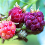 Everbearing Raspberry Bush Plant Live, Cold Hardy, Raspberries Plants Established Roots Live for Planting, 1 Plant 5-9 Inc Tall, No Pot (Purple)
