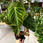 Large Heart-Shaped Philodendron Plant Live, Rare Tropical Variegated Live Indoor Houseplant, Starter Plants No Pot, 5-9" in Tall