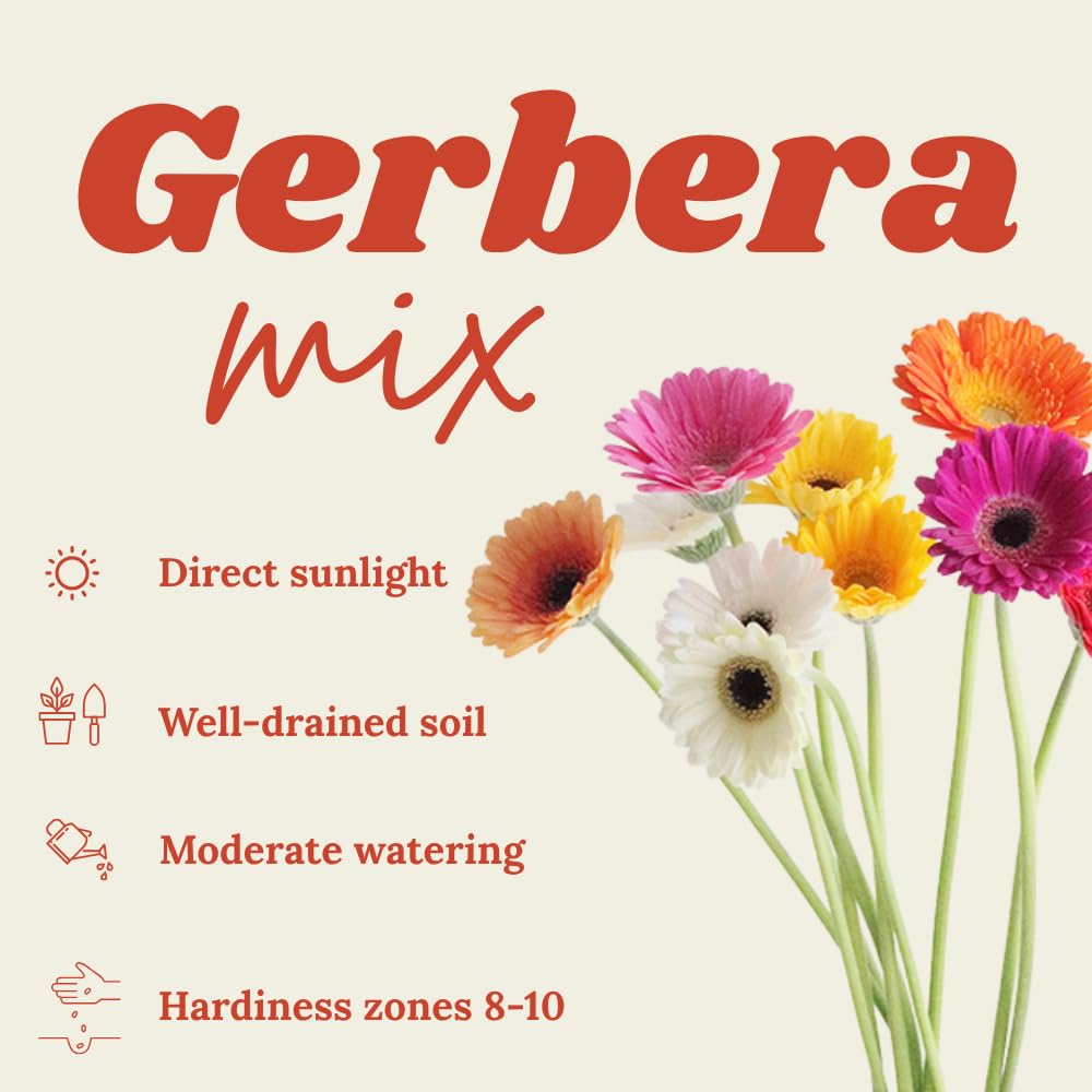 2 Daisy Plants, Mix Gerbera Daisy Live Plants, 4 to 6 Inches Tall, Gerbera Daisy Plant No Pot, Daisy Live Plant, Daisy Plants Live for Gardening