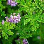 Set 4 Citronella Plants Live, 3 to 6 Inches Tall, Live Citronella Plant Indoor, Citronella Plant Pot, Citronella Live Plants