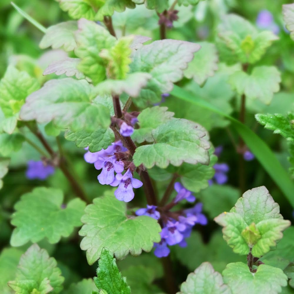 Pack of 3 Catnip Mint Live Plants, 3-6 Inches Tall, Catnip Herb Starters for Garden Beds and Containers, No Pot