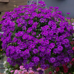 Purple Verbena Plants Live in 4'' Pot, 4-7 Inches, Perennial Verbena Flowering Plants for Ground Cover, Hanging Baskets