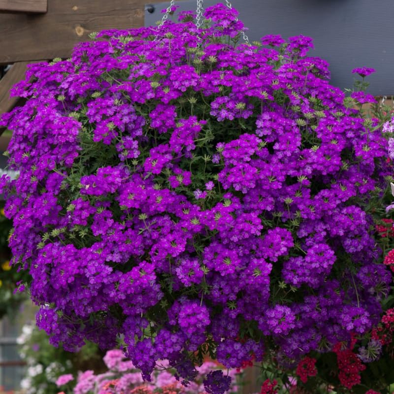 Purple Verbena Plants Live in 4'' Pot, 4-7 Inches, Perennial Verbena Flowering Plants for Ground Cover, Hanging Baskets