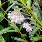 4 Milkweed Plants Live, White Butterfly Milkweed Asclepias Tuberosa Perennial Wildflowers Swamp Common Bush, 5-9" in Tall, No Pot