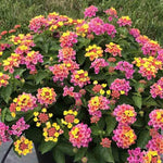2 Random Blooming Lantana Plants Live, Colorful Perennial, Long-Blooming and Very Hardy, Size 5 to 12 Inches in Tall, Well-Rooted, Outdoor Planting