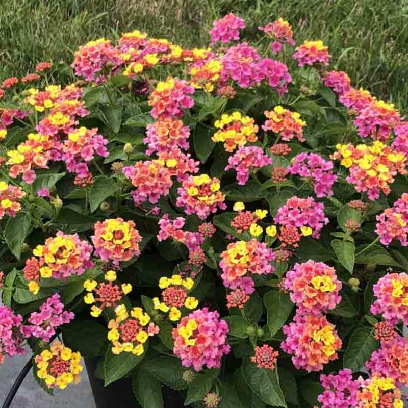 2 Random Blooming Lantana Plants Live, Colorful Perennial, Long-Blooming and Very Hardy, Size 5 to 12 Inches in Tall, Well-Rooted, Outdoor Planting