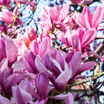 Jane Magnolia Tree, Dormant Magnolia Flowering Shrub Bush in 2.5'' Pot, Well Rooted Magnolia to Grow in Container, Garden