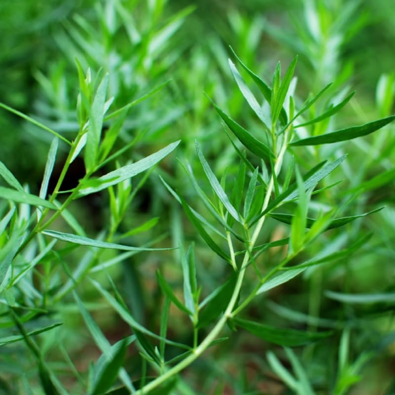 2 Tarragon Plants Live, 4-9" Tall Mexican Mint Marigold Herb for Outdoor Garden, Well-Rooted