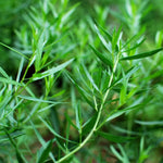 2 French Tarragon Live Plants, Perennial Culinary Herb for Outdoor Garden, Raised Beds, Containers, 4-9" Tall, Plugs