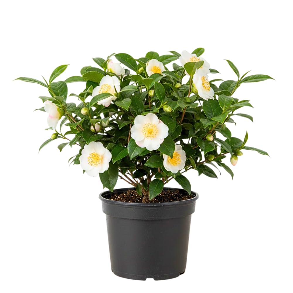 Camellia Plants Live, Camellia Sinensis Live Plant, Tea Tree Plant, Green Foliage Shrub for Planting, 5-7 Inches Tall