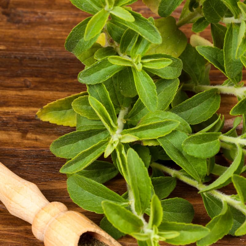 2 Stevia Plants Live, Herb Plant Indoor, Stevia Well Rooted
