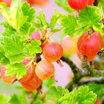 Sweet Gooseberry Plant Live for Planting, 6-10 Inch Tall, Gooseberry Bush Live Plant, Gooseberry Fruit Tree Plant, Gooseberry Bareroot, Gooseberry Tree
