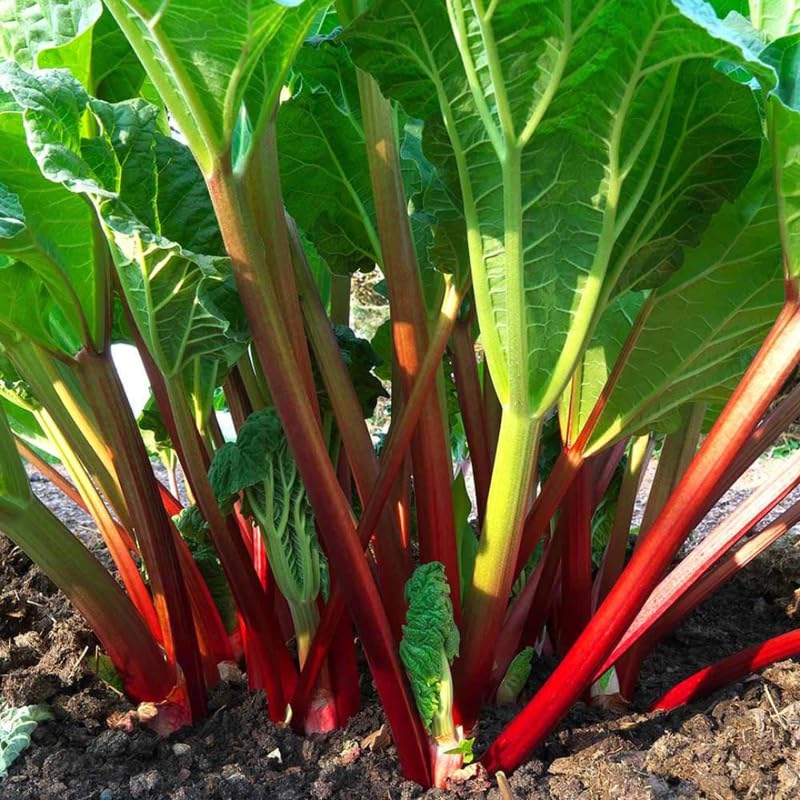 3 Victoria Rhubarb Roots for Planting, Rhubarb Crowns 3-5 Inch Tall, Rhubarb Plants for Planting, Perennial Vegetable Roots