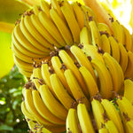 Banana Trees Live Plants from 4 to 6 Inc Long, Basjoo Banana Plants Live for Planting Gardening Outdoor and Indoor, 1 Plant