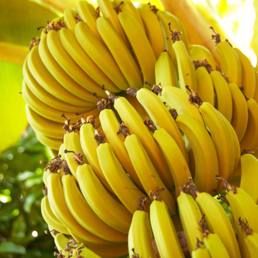 Banana Trees Live Plants from 4 to 6 Inc Long, Basjoo Banana Plants Live for Planting Gardening Outdoor and Indoor, 1 Plant