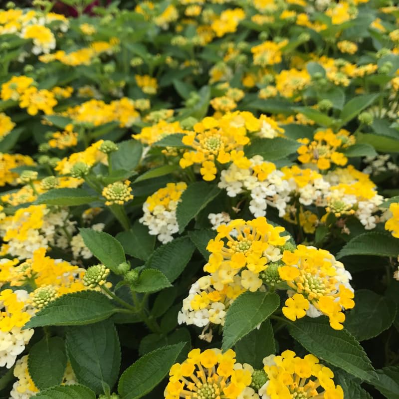 Set 2 Traling Yellow Lantana Plants Live, Perennial Lantana Flowering Plants 4-8 Inches, Bright Flowers Outdoor