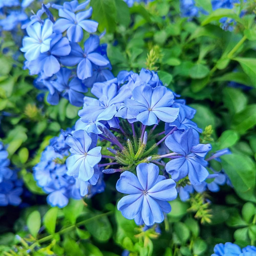 Blue Plumbago Live Plant, 4-6 Inches Tall in 4 Inch Pot, Plumbago Vine Plant for Planting, Vibrant Flowering Starter Plant