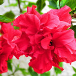 Hardy Hibiscus Plant Live, Double Red Hibiscus Tree Live Plant from 4 to 7 Inches Tall, Perennial Hibiscus Flower