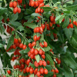 Live Goji Berry Plant, 4-8 Inches Tall, Goji Berry Plant Live, Well Rooted Berry Bush for Backyard and Home Gardens