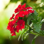 Verbena Plants Live, Verbena Plant from 4-8 Inches Tall, Long Blooming Outdoor Flower Plant for Garden Beds, Hanging Baskets and Containers (Red)