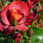 Rose Live Plant for Planting, Fragrant Hybrid Rose Bush, 5-10” Tall, Ready to Grow Flowering Shrub for Outdoor Garden, No Pot (Hot Rose)