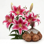 Pack of 4 Pink Lily Bulbs for Planting, Bright Sunny Blooms, Summer Flowering Perennial Garden Flowers, Lily Bulbs for Containers and Outdoor Garden