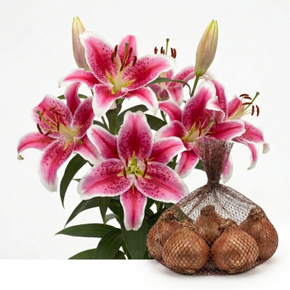 Pack of 4 Pink Lily Bulbs for Planting, Bright Sunny Blooms, Summer Flowering Perennial Garden Flowers, Lily Bulbs for Containers and Outdoor Garden
