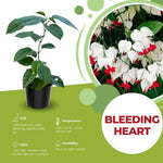 2 Bleeding Heart Live Plants, 5-9 Inches, Clerodendrum Bleeding Heart Vine, Bell Shaped Flowers Well Rooted (White Bleeding Heart)