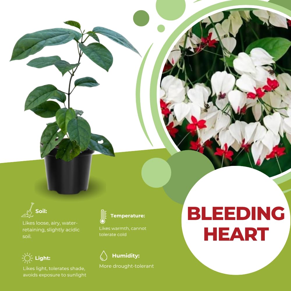 2 Bleeding Heart Live Plants, 5-9 Inches, Clerodendrum Bleeding Heart Vine, Bell Shaped Flowers Well Rooted (White Bleeding Heart)