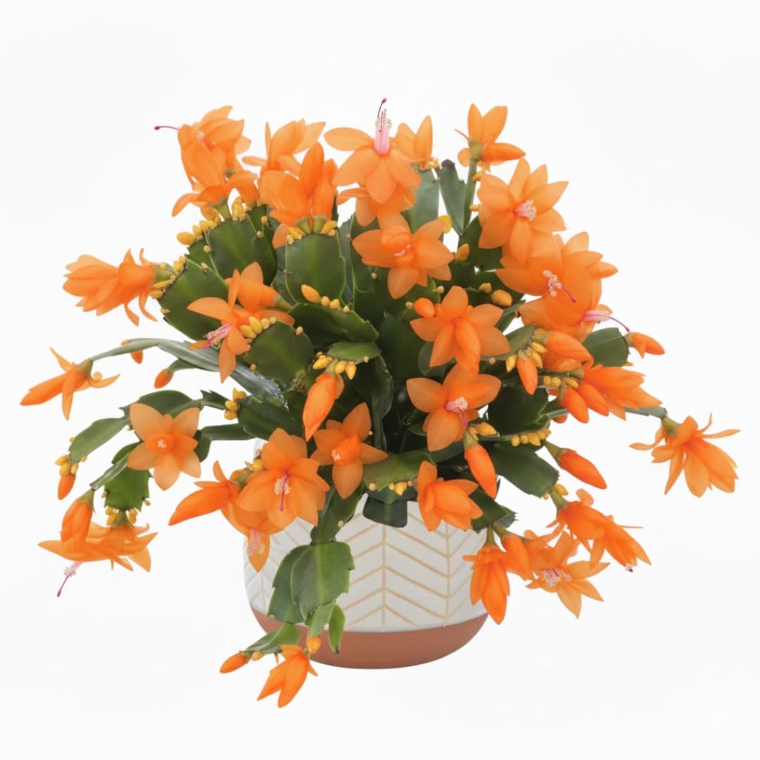 2 Orange Christmas Cactus Plants Live, Starter Holiday Cactus Plant for Indoor Outdoor Houseplants, Fasle and Easter Cactus Plants Like, Cold Hardy, 5-9" in Tall, No Pot