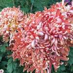 Peach Chrysanthemum Plant, Set 2 Peach Mums Plants Live, Hardy Perennial Mum Live Plant, 3 to 6 Inch Tall Garden Mum Starter Plants for Garden Beds, Containers, Vibrant Fall Blooms, No Pot