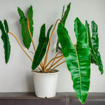 Variegated Philodendron Live Plant 4-8 Inches, Rare Indoor Houseplants for Container Growing (Billiataie Philodendron)