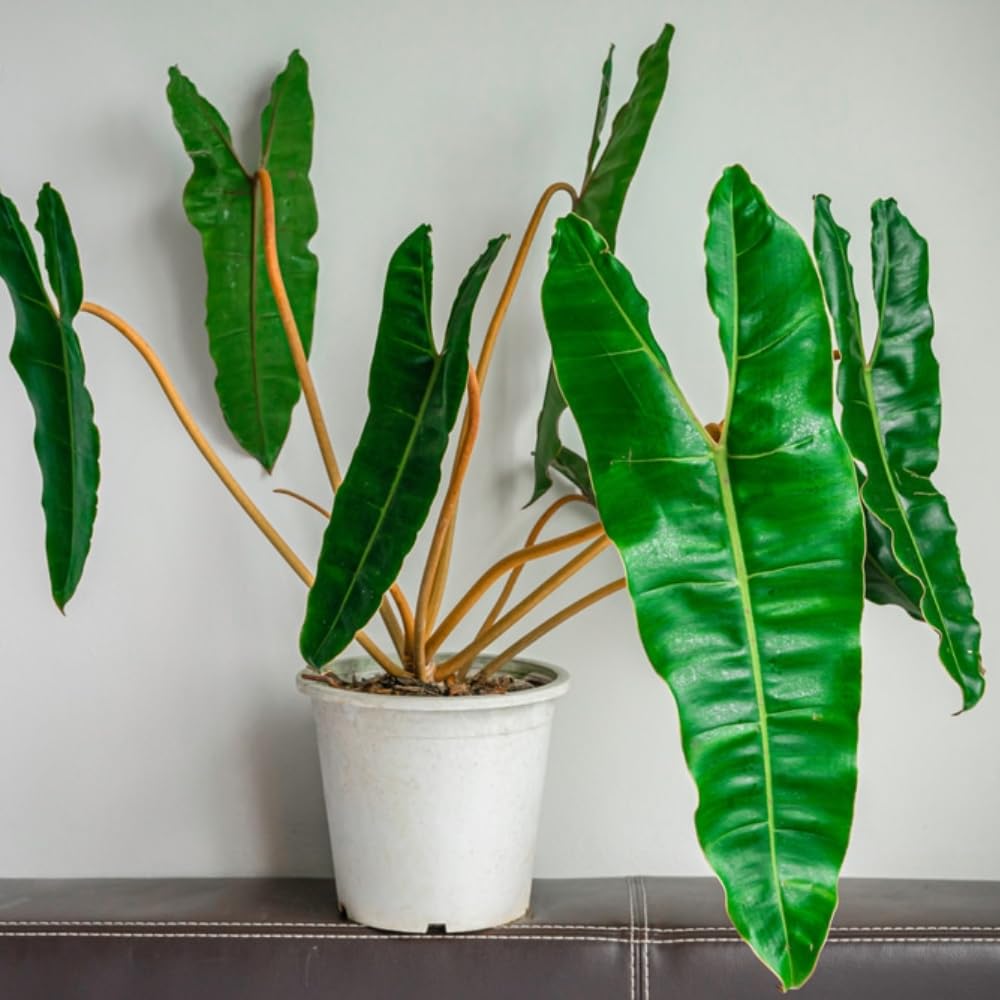 Variegated Philodendron Live Plant 4-8 Inches, Rare Indoor Houseplants for Container Growing (Billiataie Philodendron)