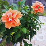 Hardy Hibiscus Plant Live, Double Peach Hibiscus Tree Live Plant from 8 to 10 Inches Tall, Perennial Hibiscus Flower