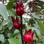 Red Roselle Hibiscus Plants Live in 4" Pot, Sabdariffa Roselle Hibiscus Flowers for Planting, 4-7 Inches Tall