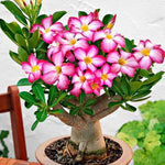 Pink Desert Rose Plant Live, 4-7" Tall, Adenium Obesum Well-Rooted Succulent for Indoor Outdoor Displays